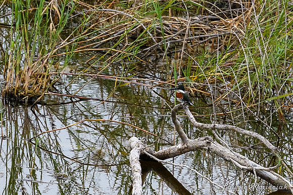 Bentsen-Rio Grande State ParkLAK_1474