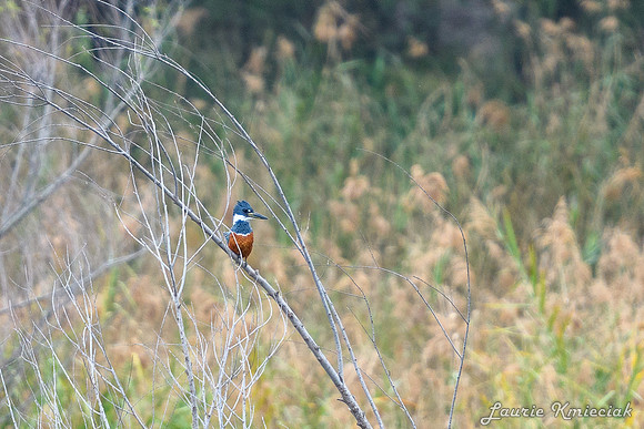 Bentsen-Rio Grande State ParkLAK_1497