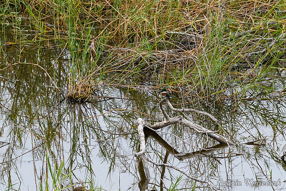 Bentsen-Rio Grande State ParkLAK_1475