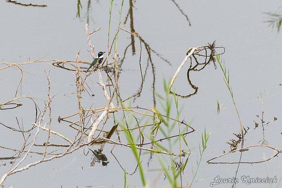 Bentsen-Rio Grande State ParkLAK_1524