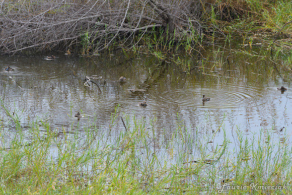 Bentsen-Rio Grande State ParkLAK_1443