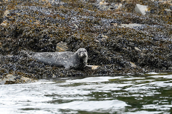 Alaska2016_LAK2572