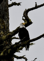 Alaska2016_LAK2312c