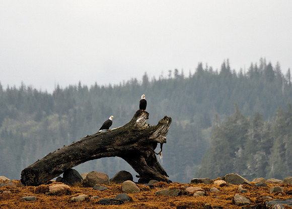 Alaska2016_LAK2381c