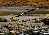 Alaska2016_LAK2448c