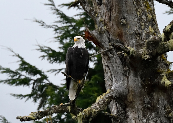 Alaska2016_LAK2307c