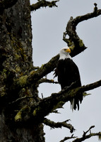 Alaska2016_LAK2314c