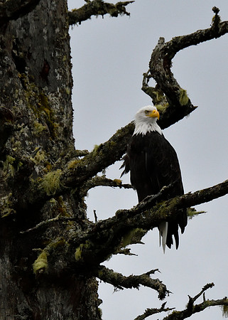 Alaska2016_LAK2314c