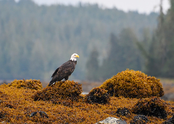 Alaska2016_LAK2430c