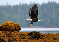 Alaska2016_LAK2435c