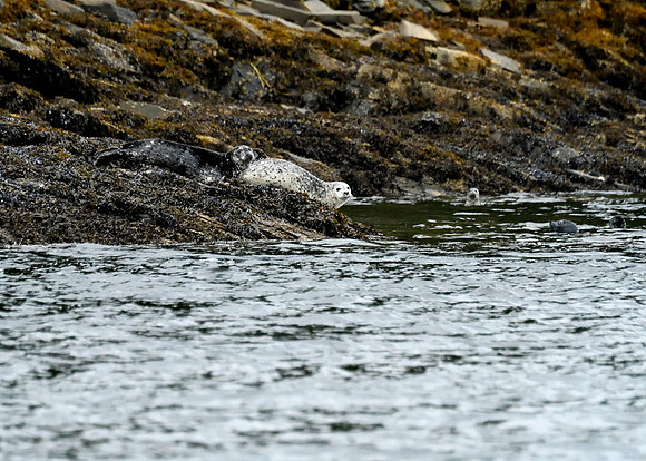 Alaska2016_LAK2531c