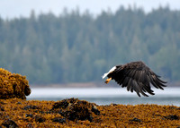 Alaska2016_LAK2436c