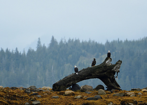 Alaska2016_LAK2378c