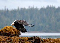 Alaska2016_LAK2434c