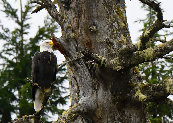Alaska2016_LAK2303c