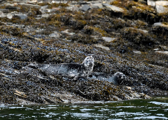 Alaska2016_LAK2555c