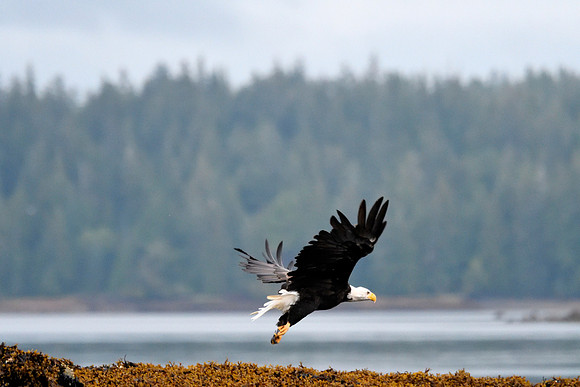 Alaska2016_LAK2437c