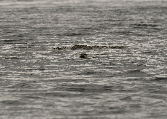 Alaska2016_LAK2484c