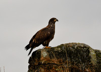 Alaska2016_LAK2417c