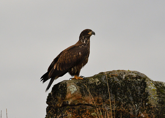 Alaska2016_LAK2417c