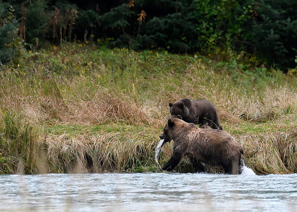 Alaska2016_LAK1577cc