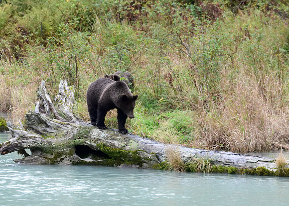 Alaska2016_LAK1643c