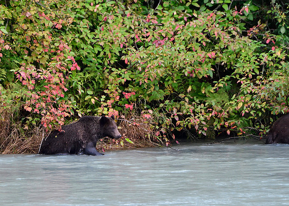 Alaska2016_LAK1667cc