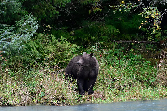 Alaska2016_LAK1657c