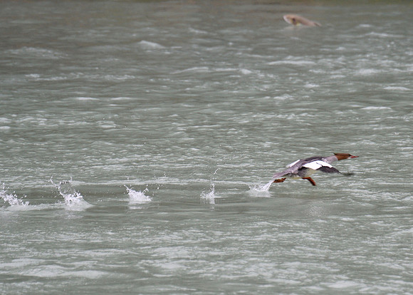 Alaska2016_LAK1733c