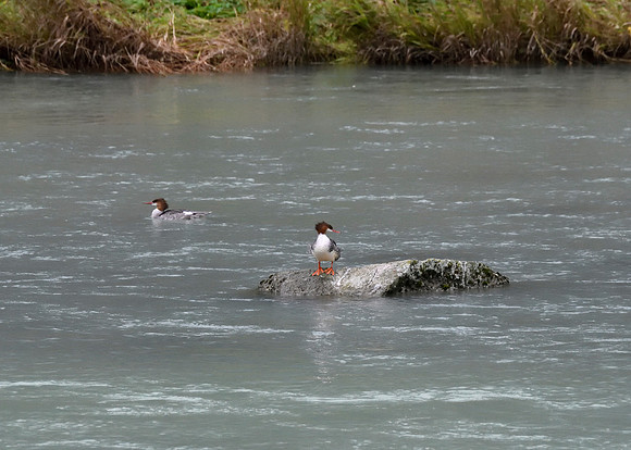 Alaska2016_LAK1246c