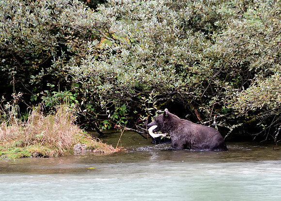 Alaska2016_LAK1687cc