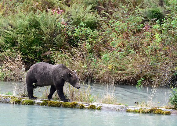 Alaska2016_LAK1642cc