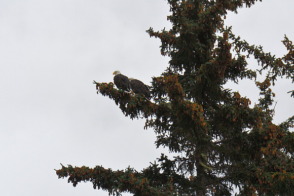 Alaska2016_LAK1620c