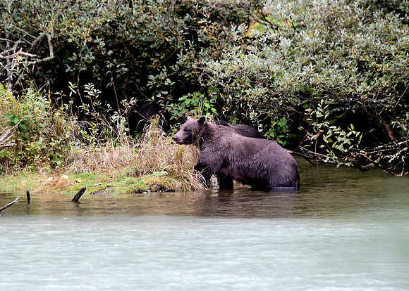 Alaska2016_LAK1697cc