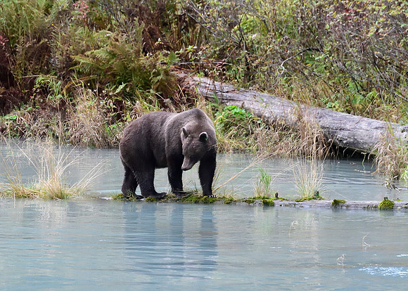 Alaska2016_LAK1646cc
