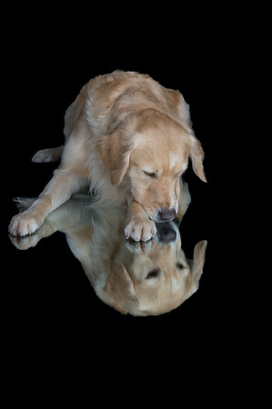 Goose-Spirits Goldens-219