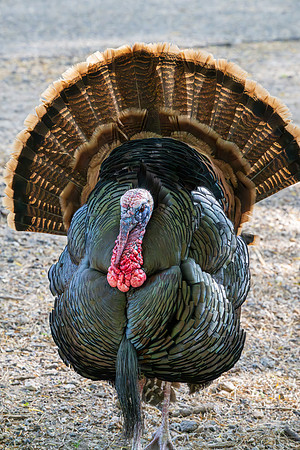 RGV birds_MAK0925-Enhanced-NR