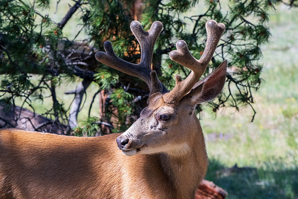 Rocky Mountain NP _MAK6612