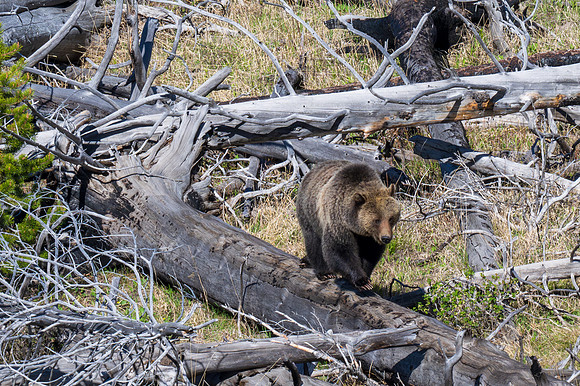 Yellowstone _MAK5121-Enhanced-NR