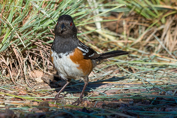 Colorado-MAK_0115