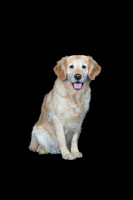 Barley-Spirits Goldens-114