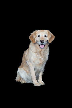 Barley-Spirits Goldens-114