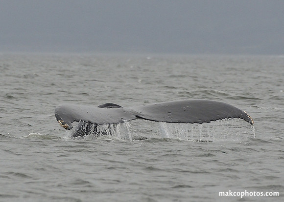 Alaska-2016-MAK_8655c