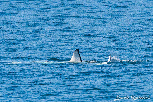 Nwhidby-LAK_4944