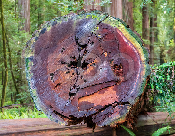Crescent City CALAK_1144