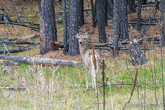 Black-Hills-LAK_6848-Enhanced-NR