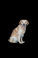 Barley-Spirits Goldens-119