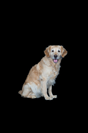 Barley-Spirits Goldens-119