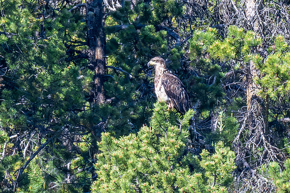 Grand Teton _MAK6149-Enhanced-NR