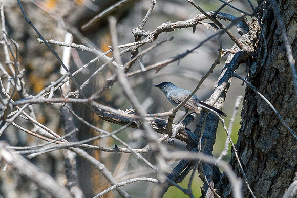 Colorado-MAK_0275